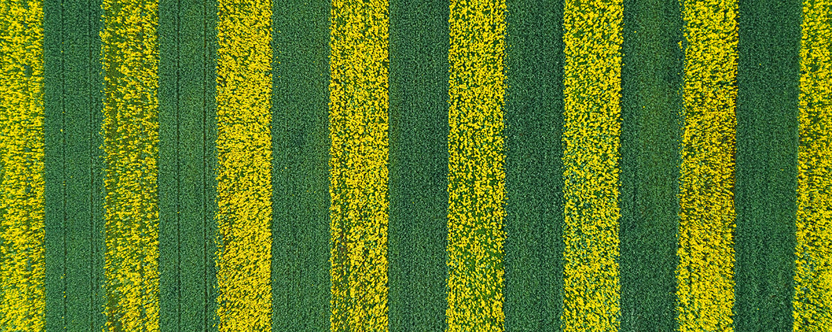 Aerial view of field