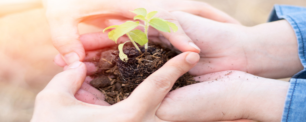 Hands cupping soil and seedling