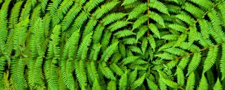 image of green fern leaves
