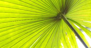 green palm leaf 