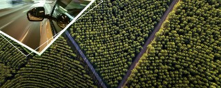 Trees from above with road 